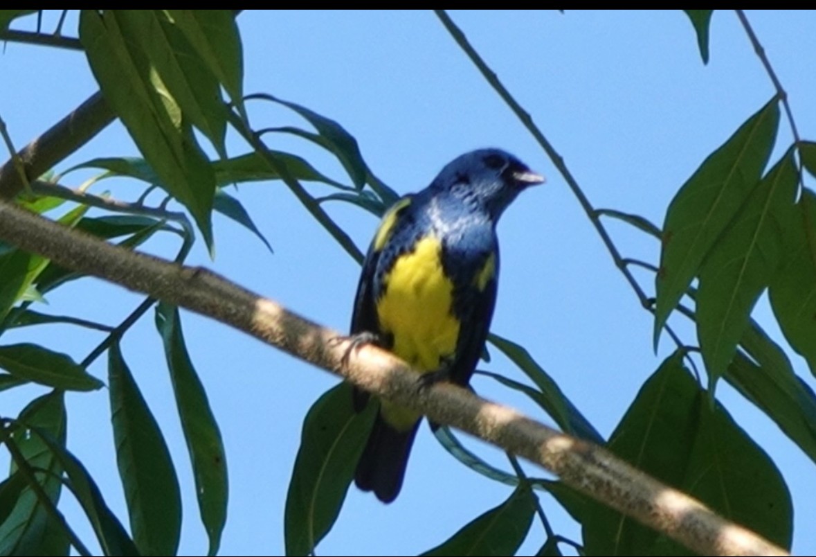 Turquoise Tanager - ML640866268