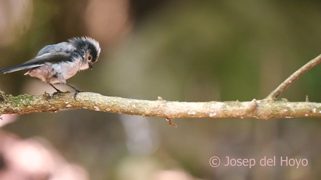Long-tailed Tit (europaeus Group) - ML640866271