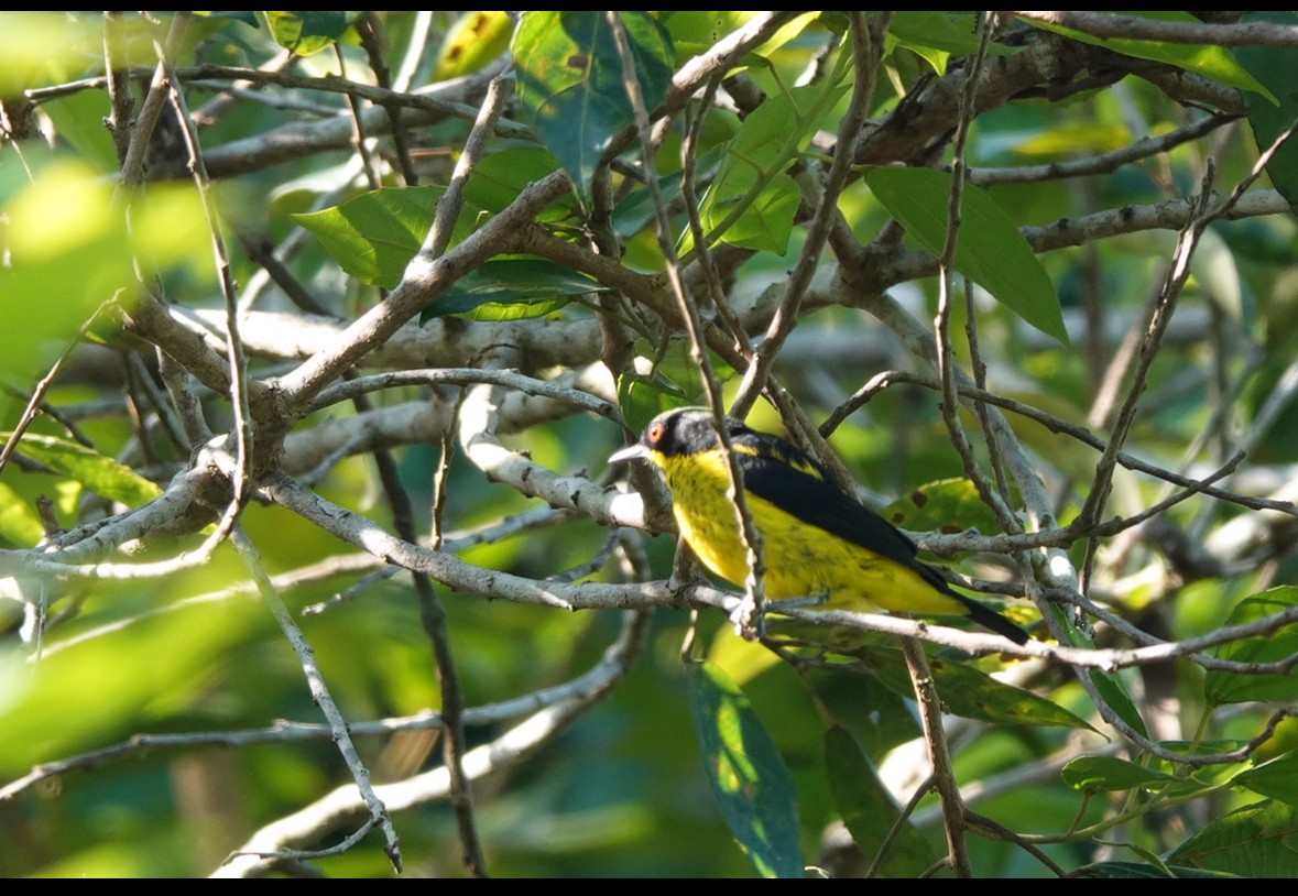 Yellow-bellied Dacnis - ML640866291