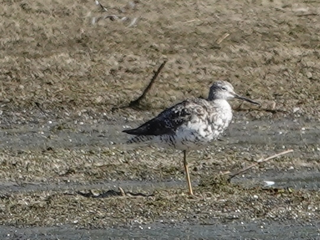 gulbeinsnipe/plystresnipe - ML640866311