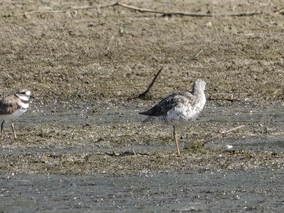 gulbeinsnipe/plystresnipe - ML640866312