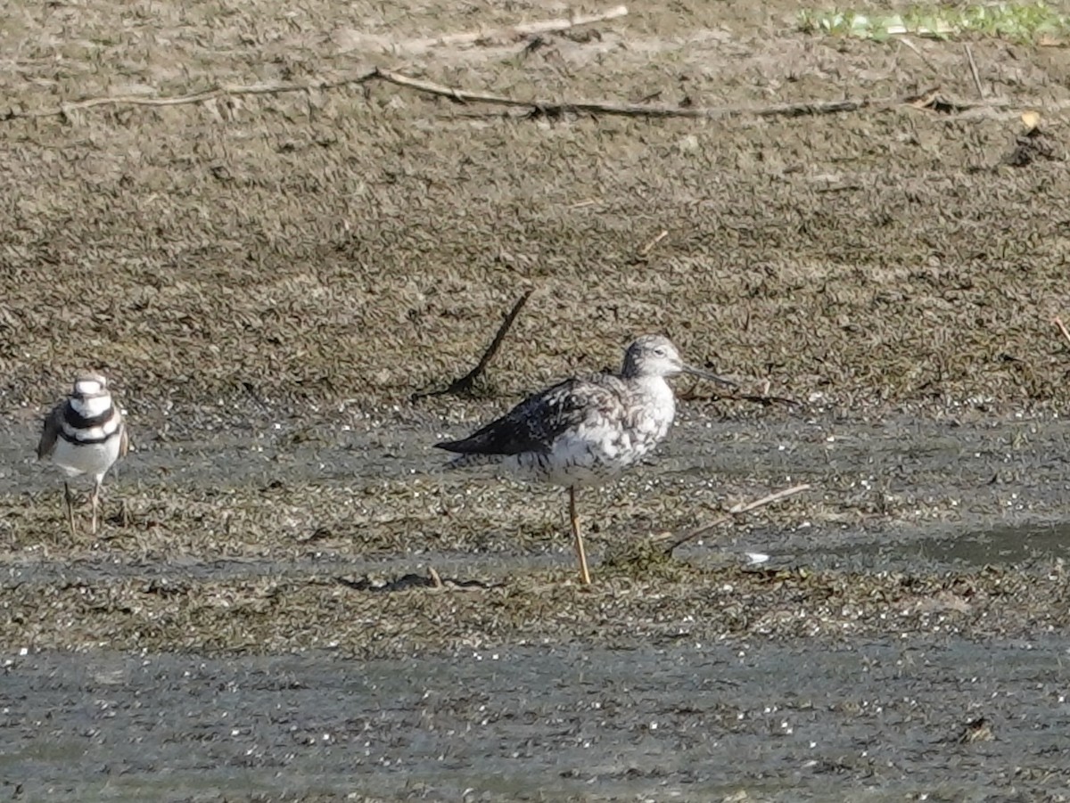 gulbeinsnipe/plystresnipe - ML640866313