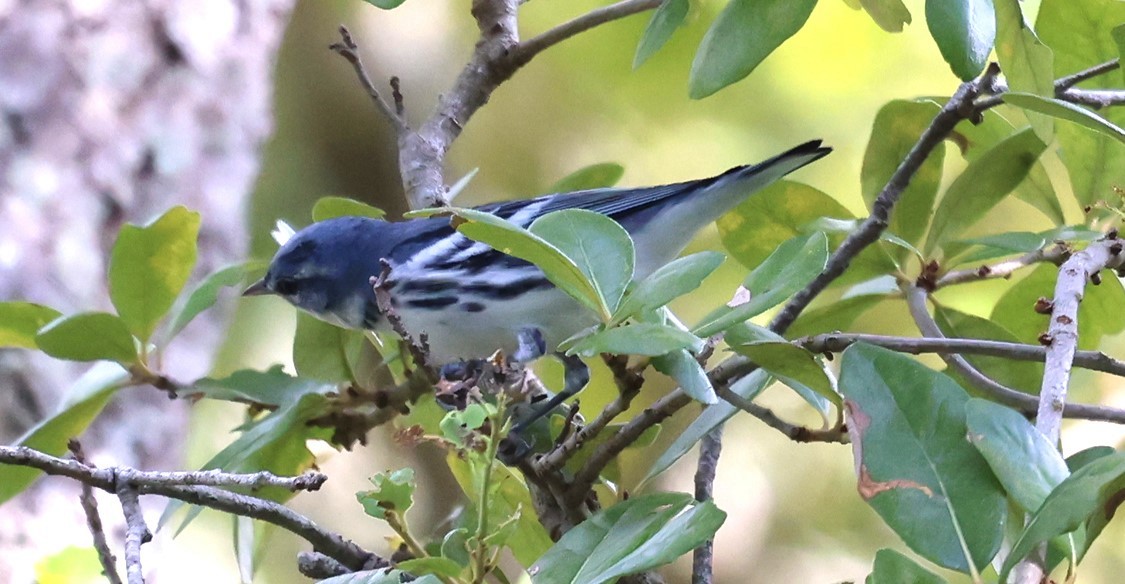 Blauwaldsänger - ML640866318
