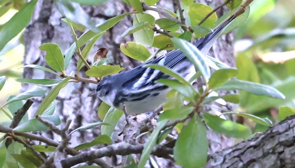 Blauwaldsänger - ML640866319