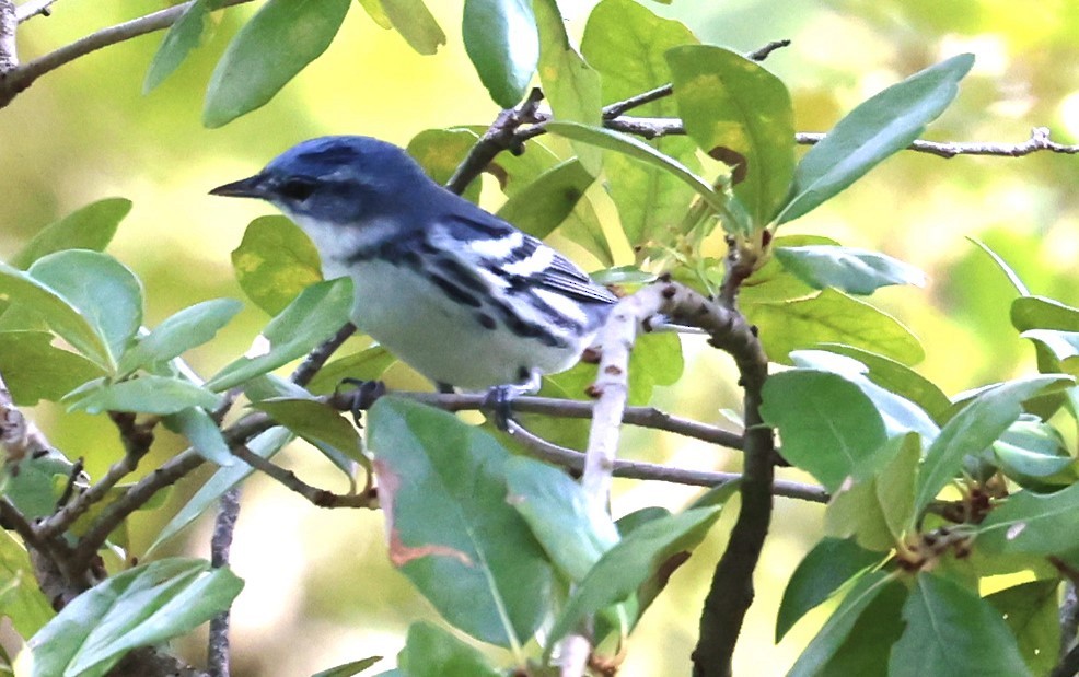 Blauwaldsänger - ML640866321