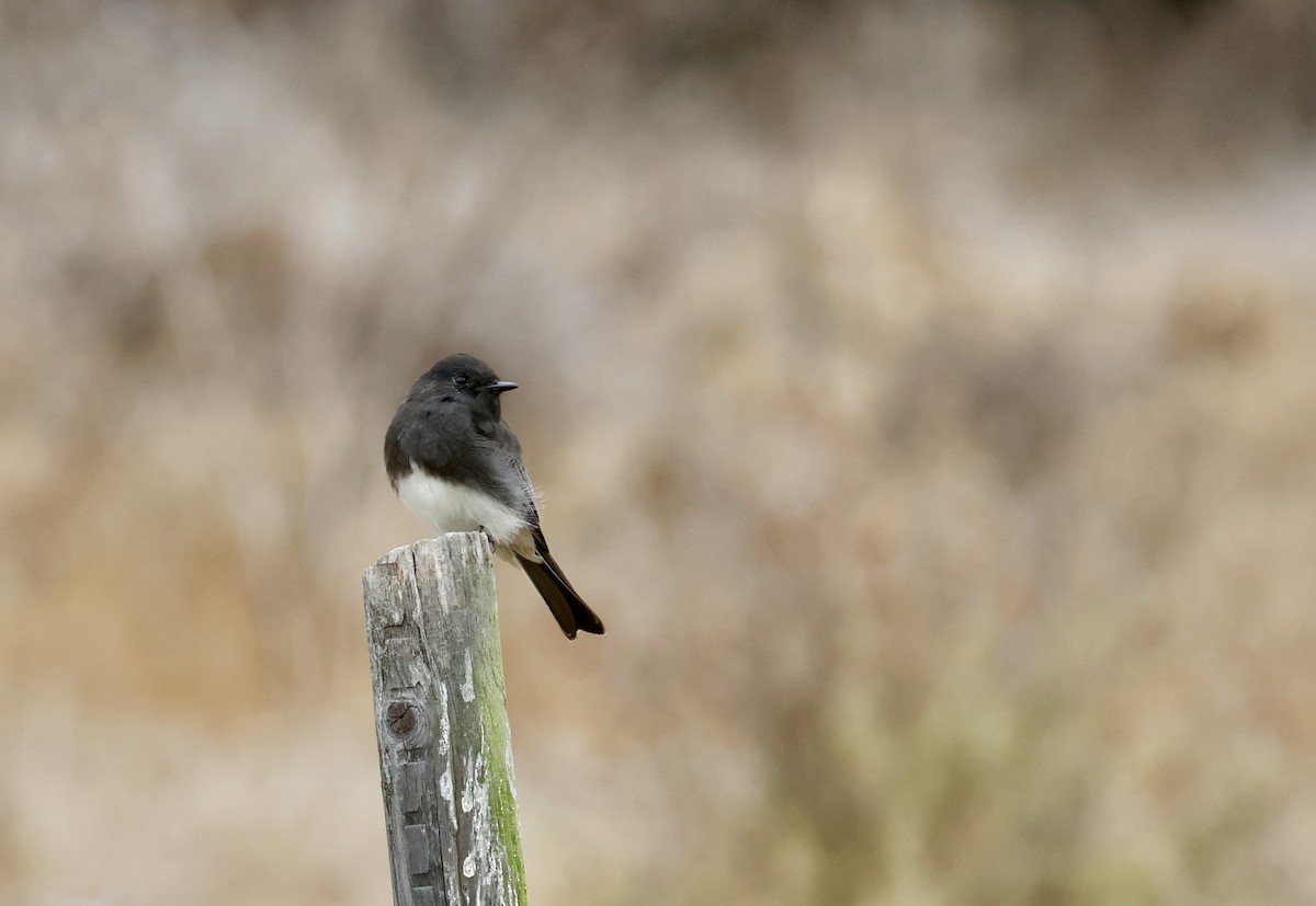 Black Phoebe - ML640866348