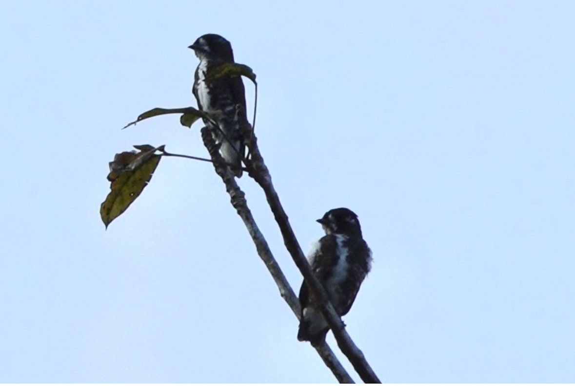 White-browed Purpletuft - ML640866498