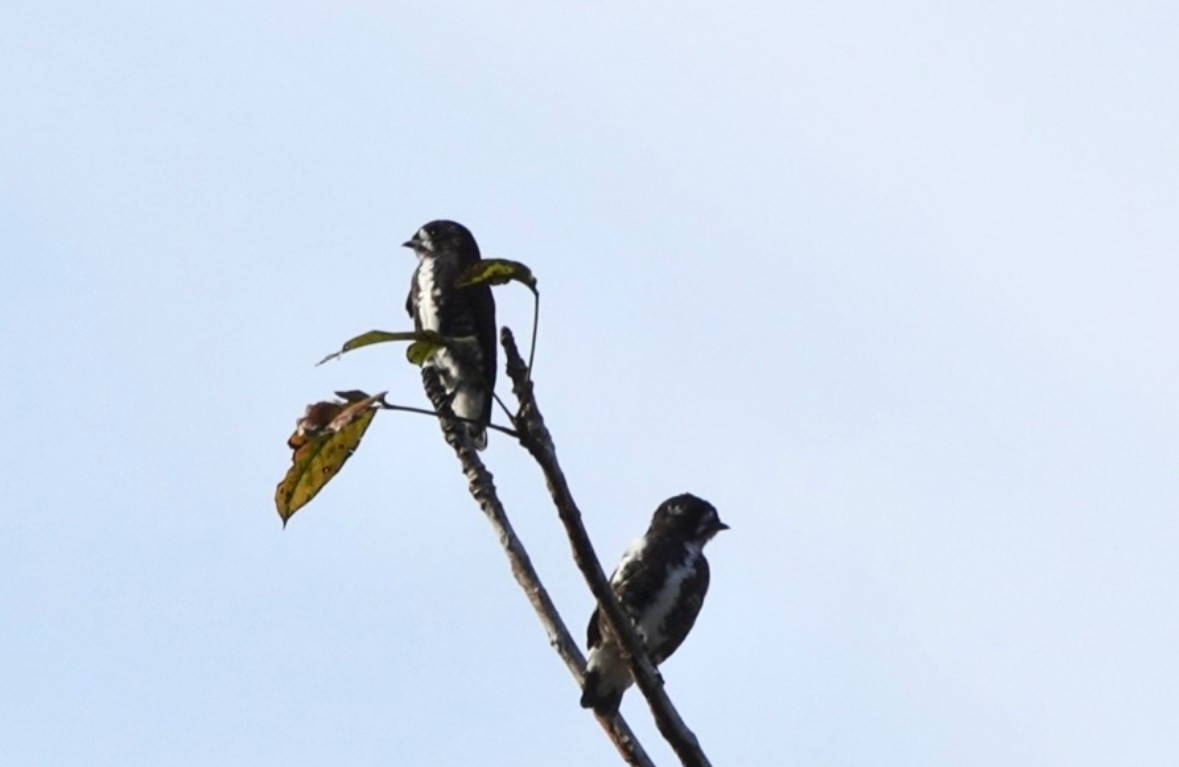 White-browed Purpletuft - ML640866499