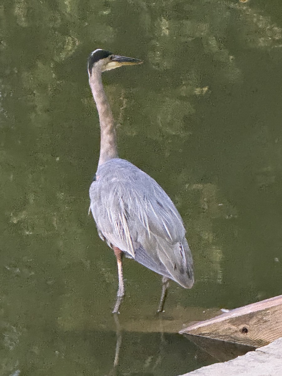Great Blue Heron - ML640866613