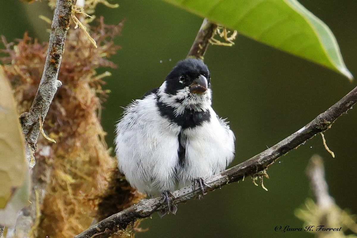 Variable Seedeater - ML640866618