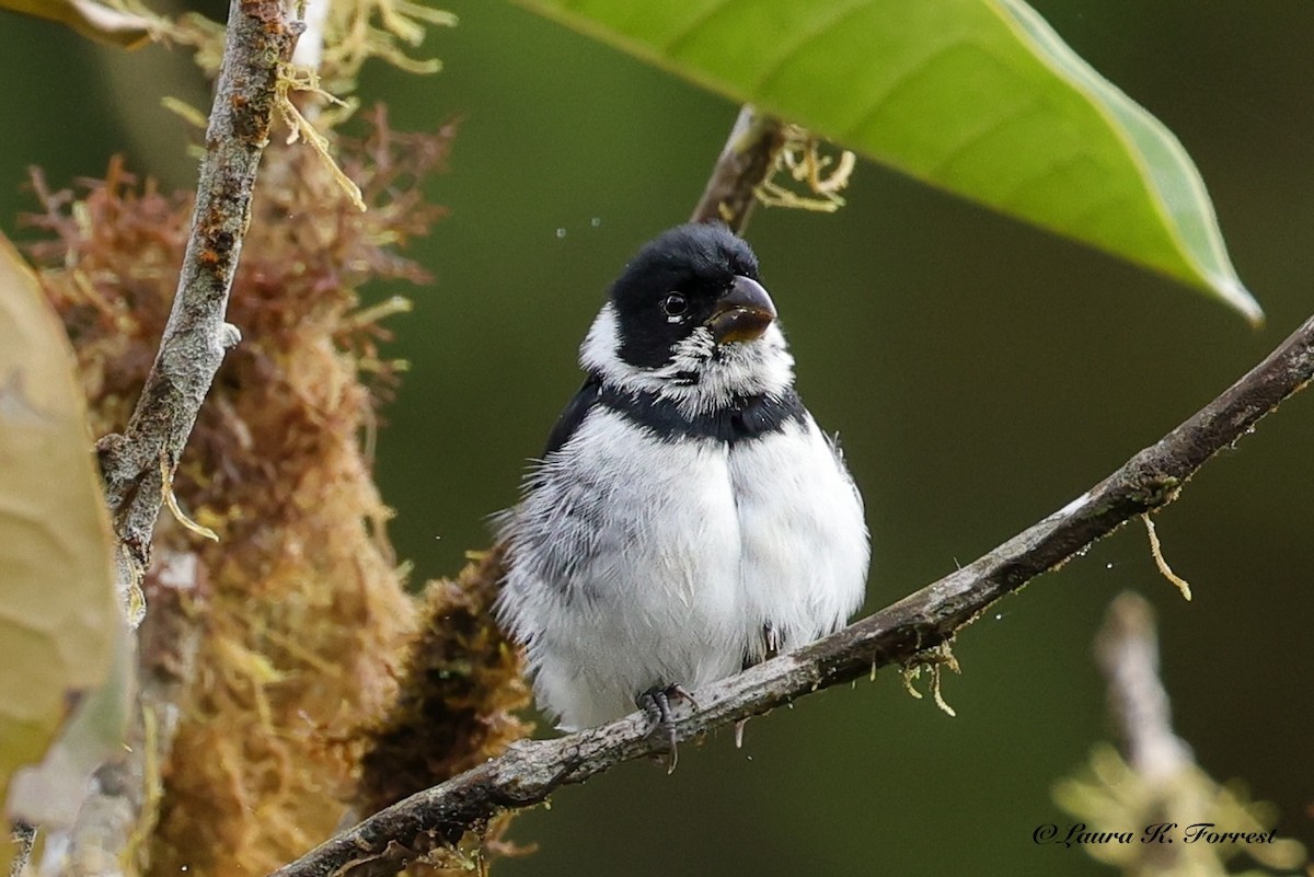 Variable Seedeater - ML640866620
