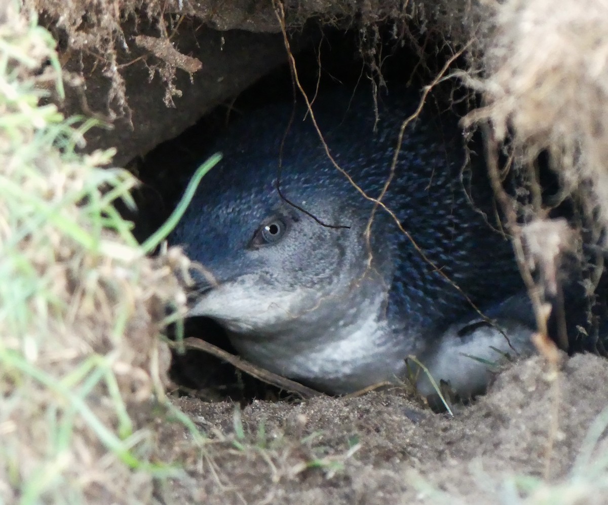Little Penguin - ML640866668