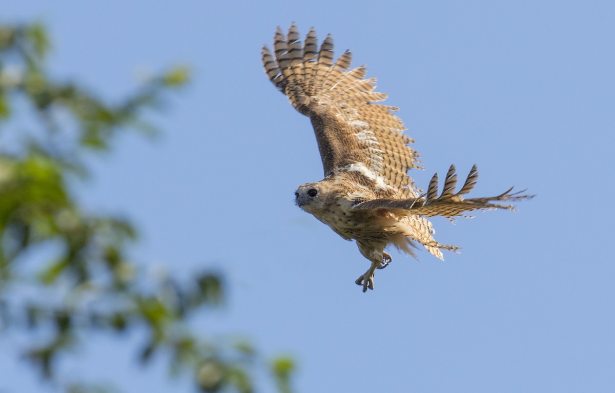 Pel's Fishing-Owl - ML640866746