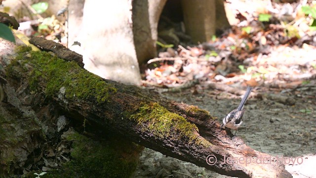 Long-tailed Tit (europaeus Group) - ML640866747