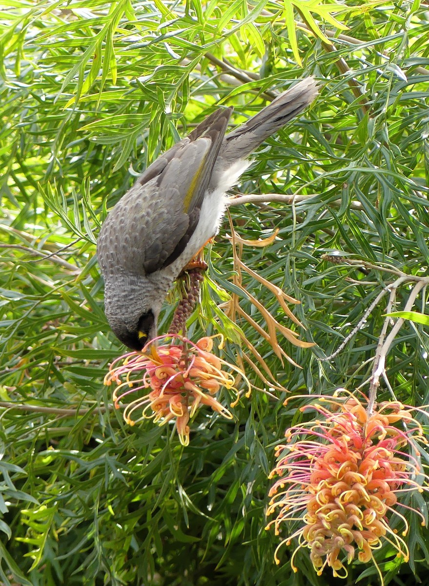Noisy Miner - ML640866855