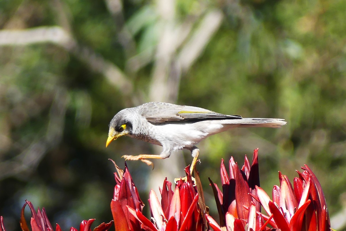 Noisy Miner - ML640866870