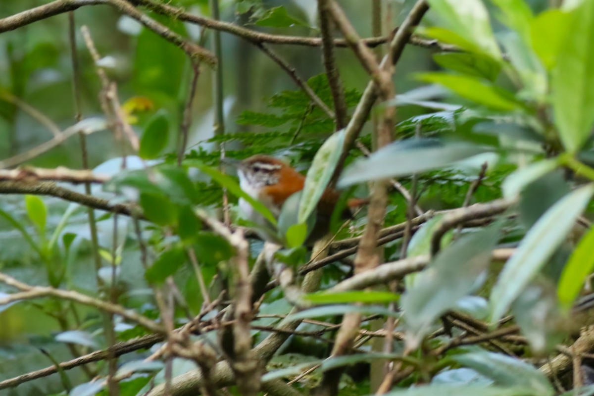 Rufous-and-white Wren - ML640866876
