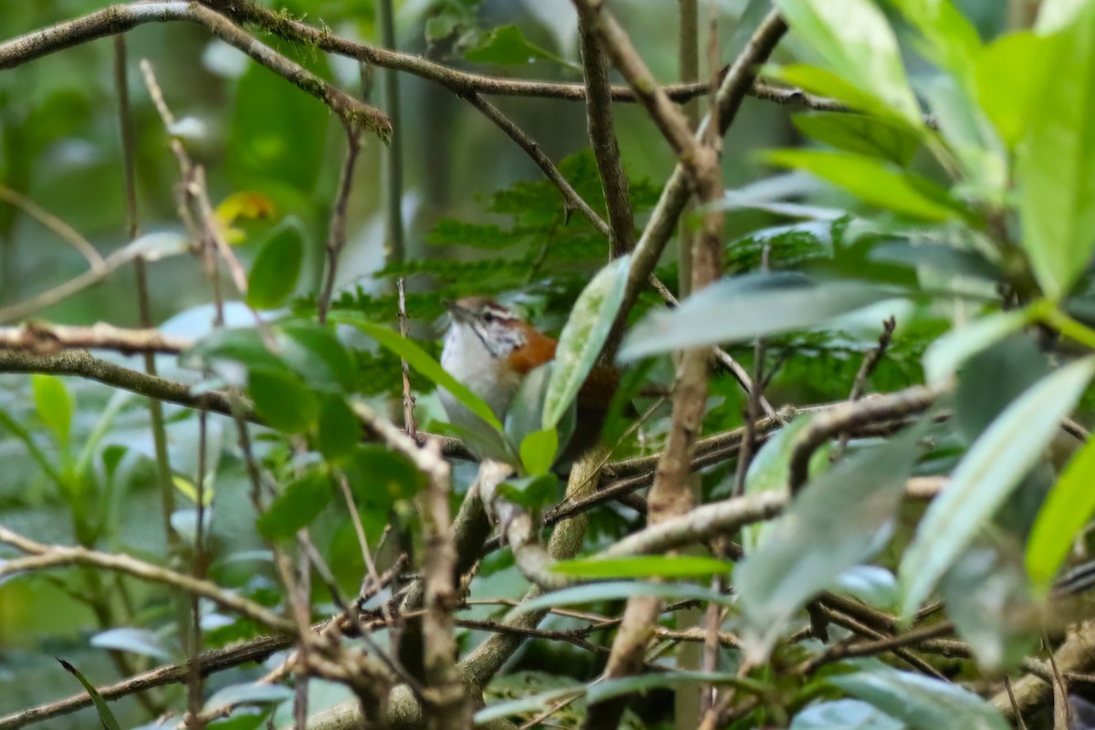 Rufous-and-white Wren - ML640866877