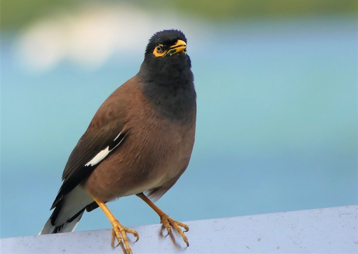 Common Myna - ML640866900