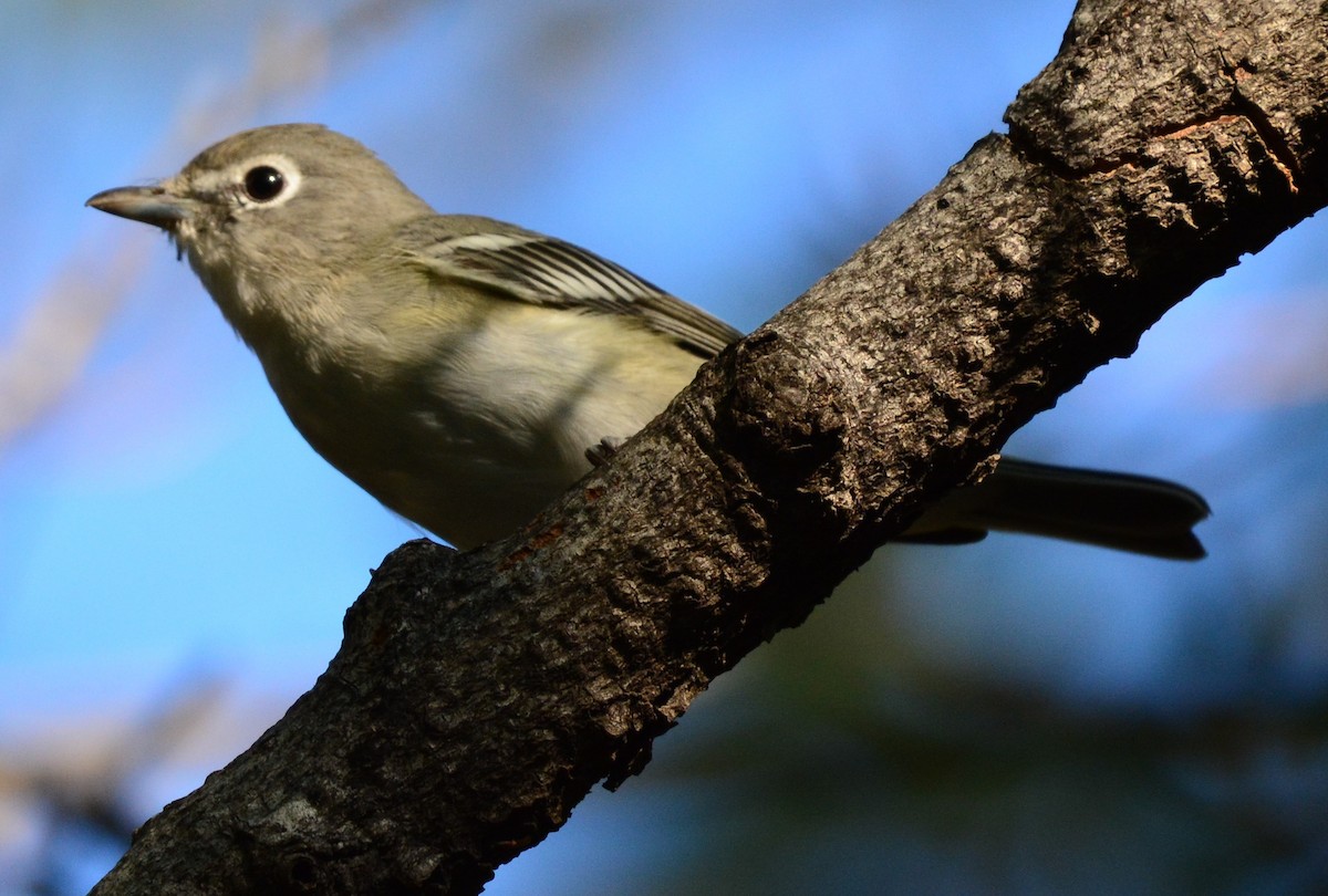 Plumbeous Vireo - ML640866913