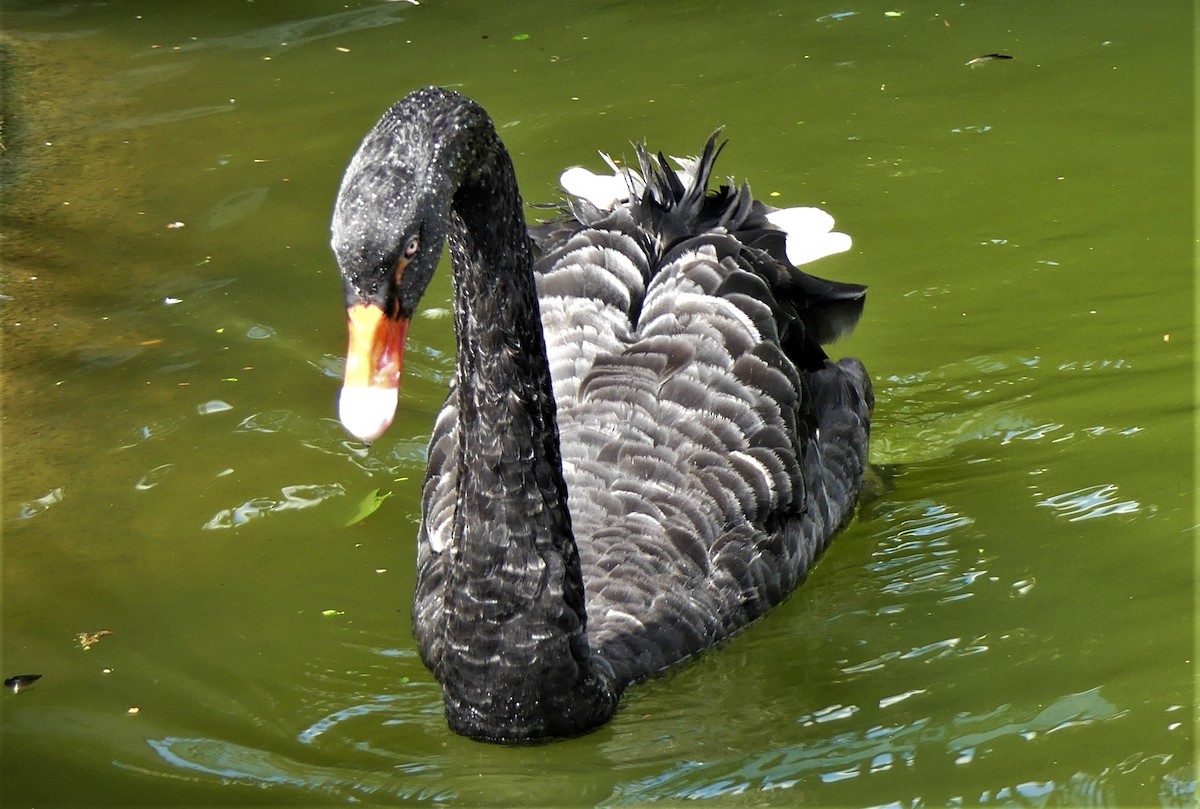 Black Swan - ML640866958
