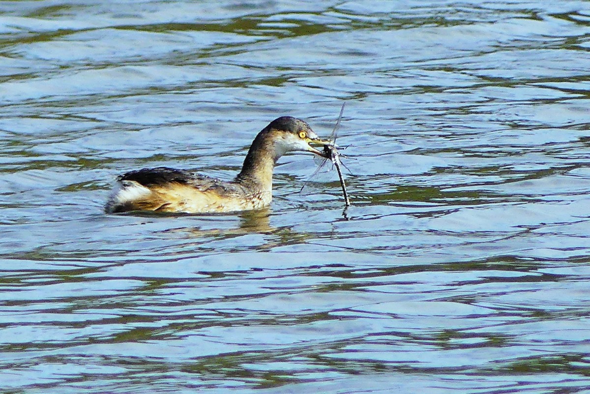 Australasian Grebe - ML640867008