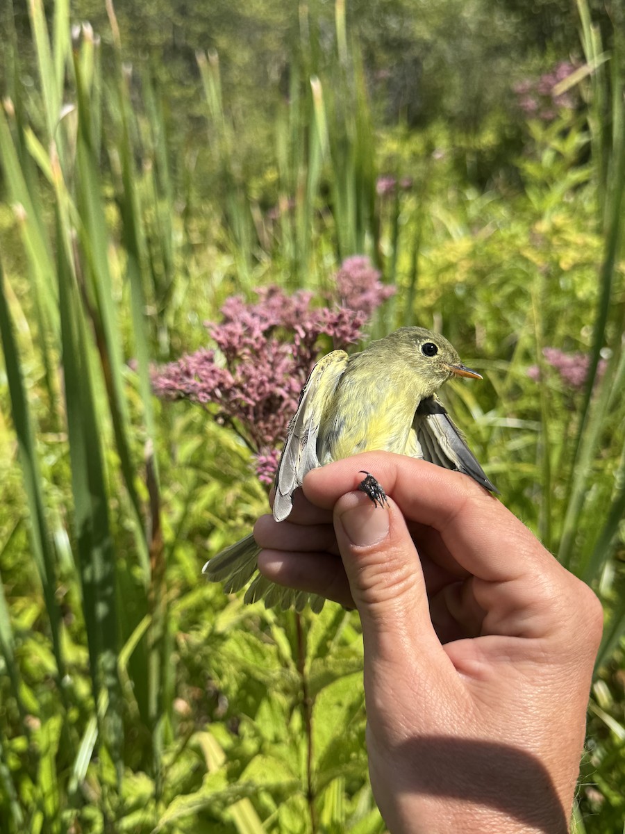 Yellow-bellied Flycatcher - ML640867023