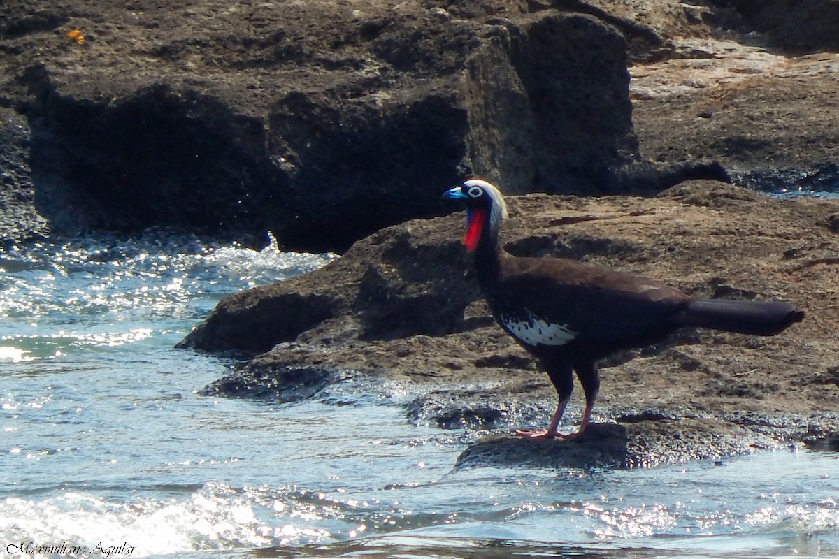 Black-fronted Piping-Guan - ML640867027