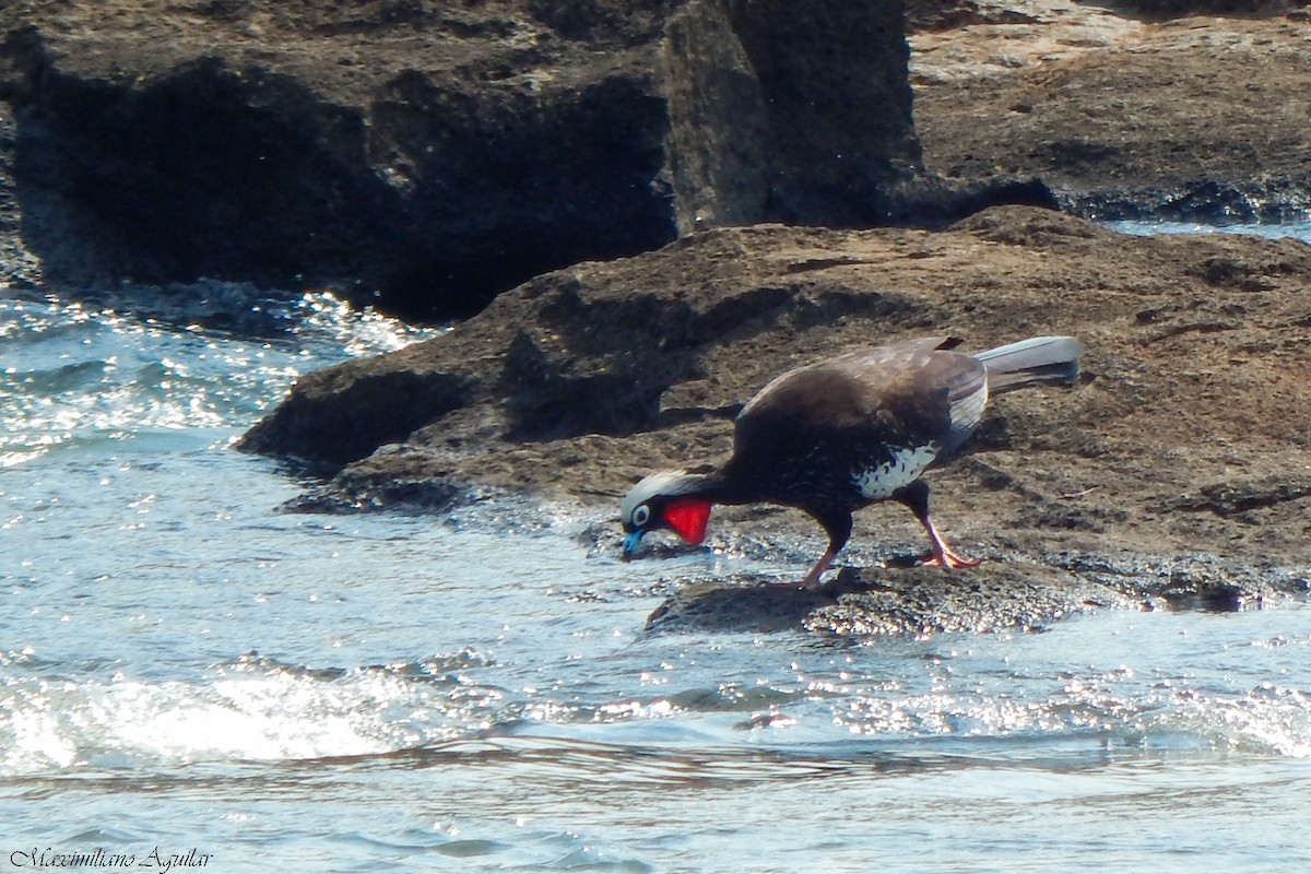 Black-fronted Piping-Guan - ML640867028