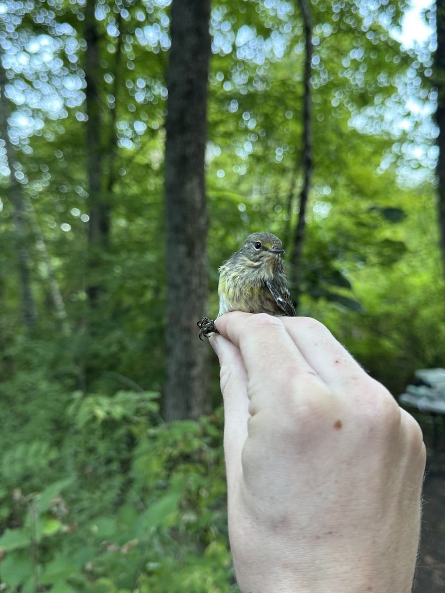 Cape May Warbler - ML640867029