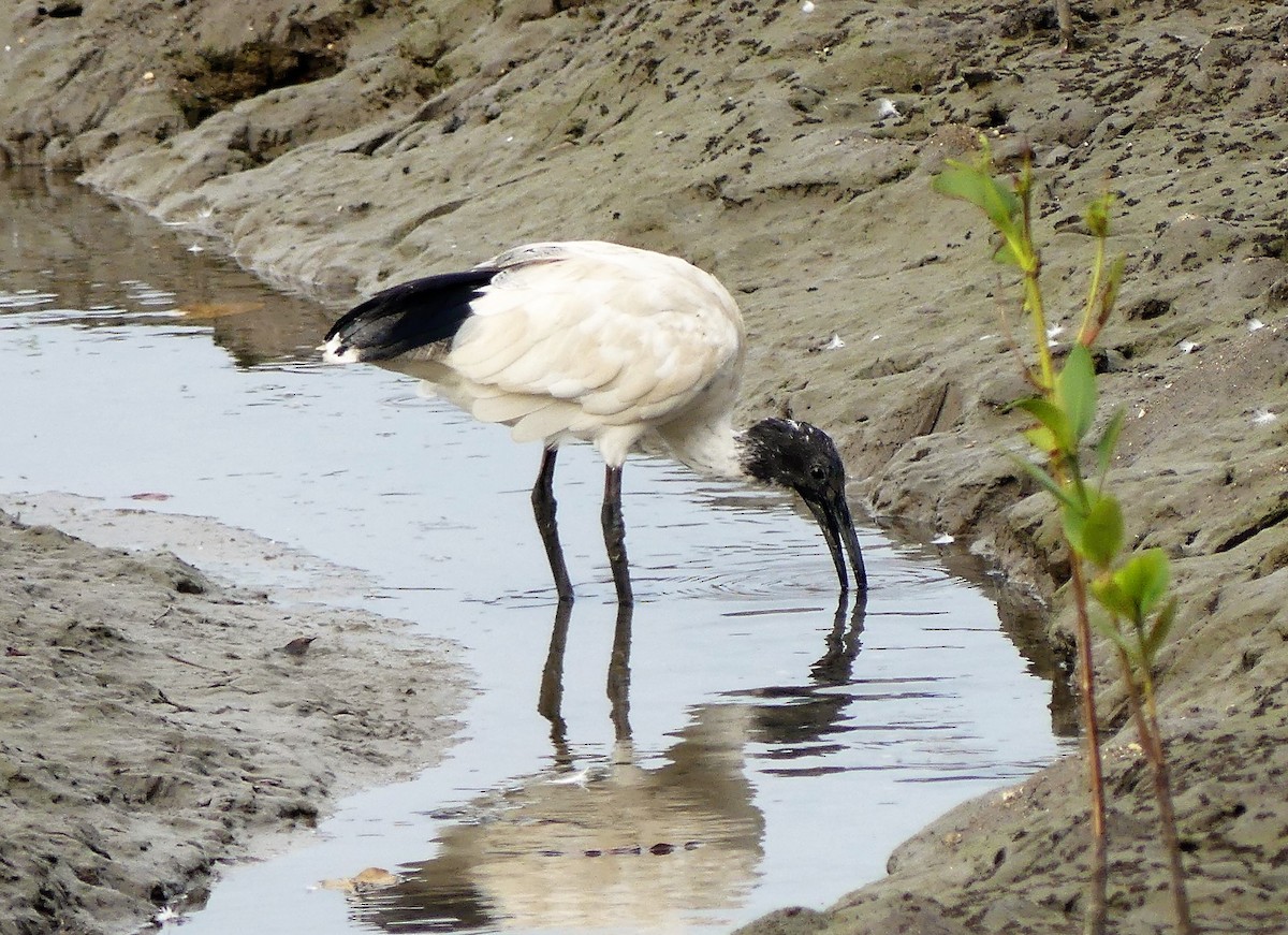 Australian Ibis - ML640867055