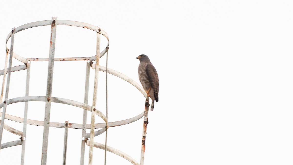 Roadside Hawk - ML640867063