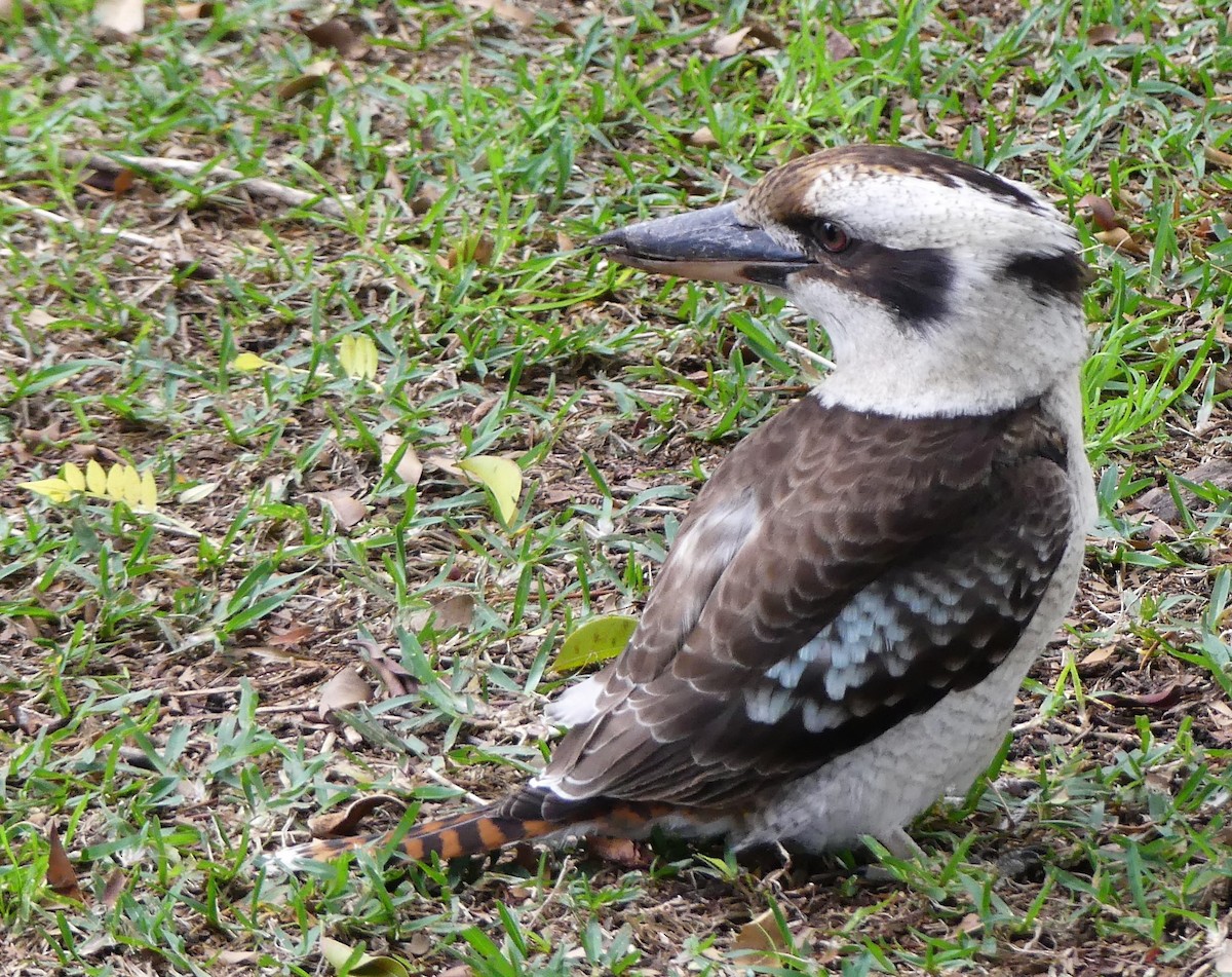 Laughing Kookaburra - ML640867071