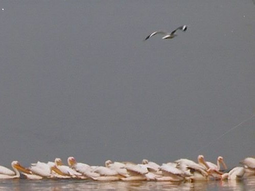 Gray-hooded Gull - ML640867077