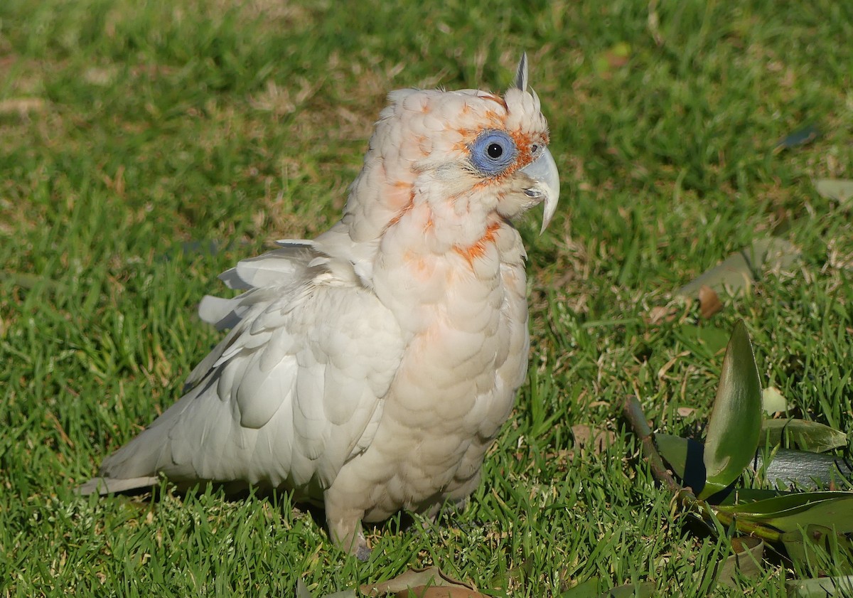 Long-billed Corella - ML640867082