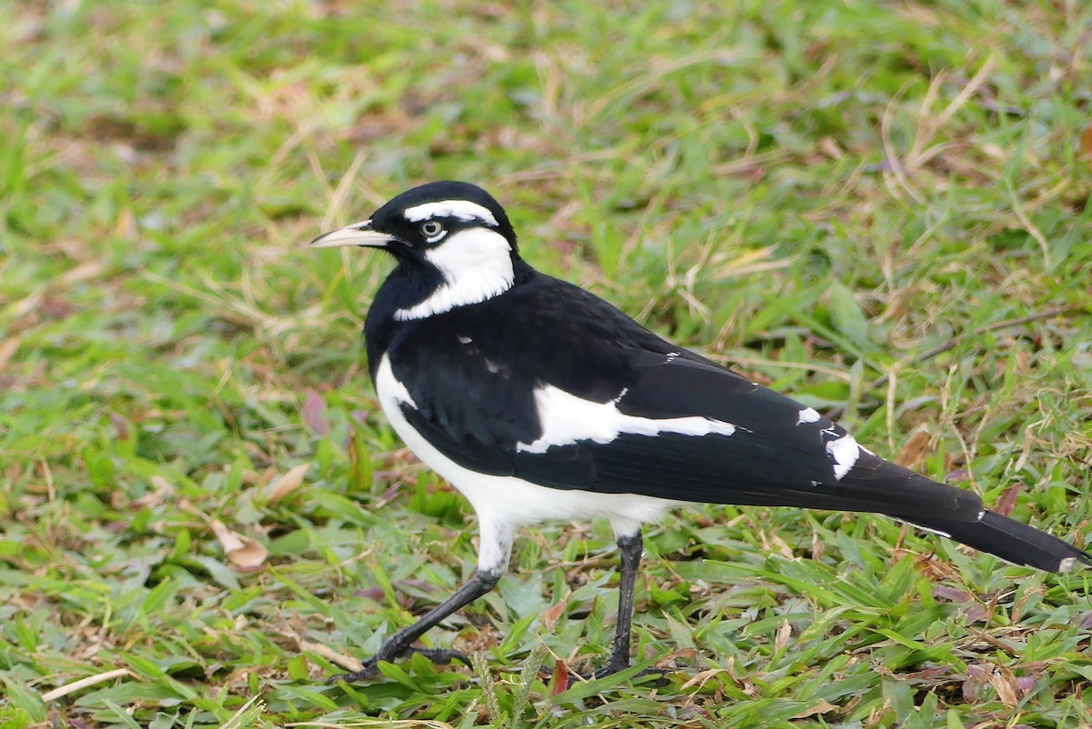 Magpie-lark - ML640867091