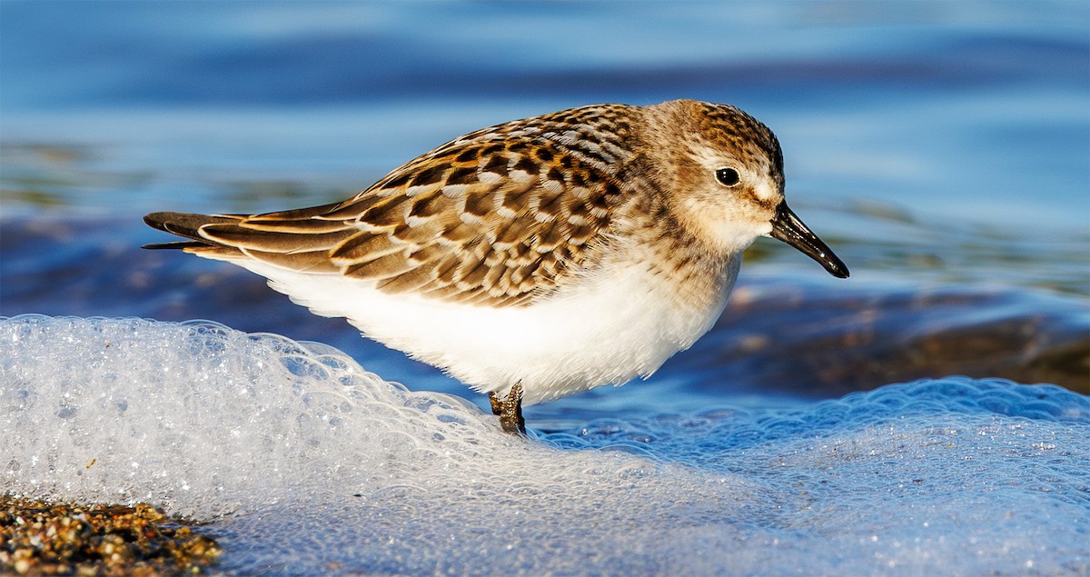 Semipalmated Sandpiper - ML640867132