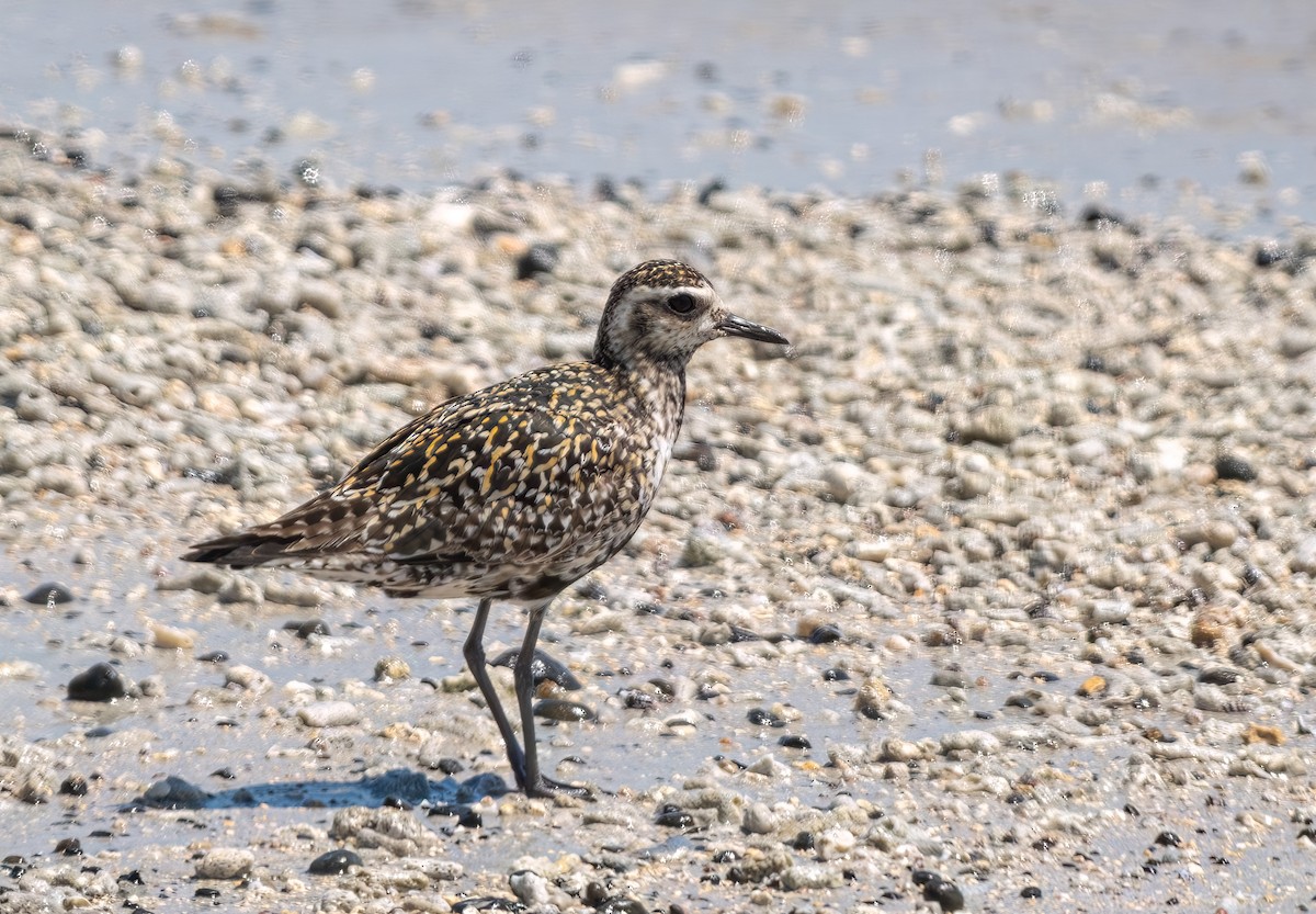 Pacific Golden-Plover - ML640867135