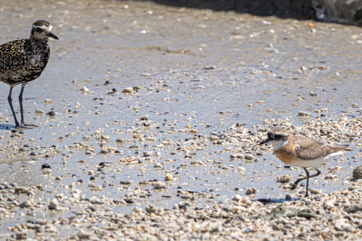 Pacific Golden-Plover - ML640867136
