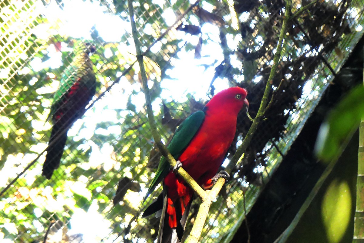 Australian King-Parrot - ML640867142