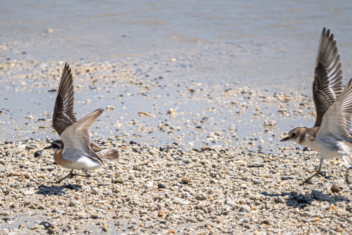 Greater Sand-Plover - ML640867145
