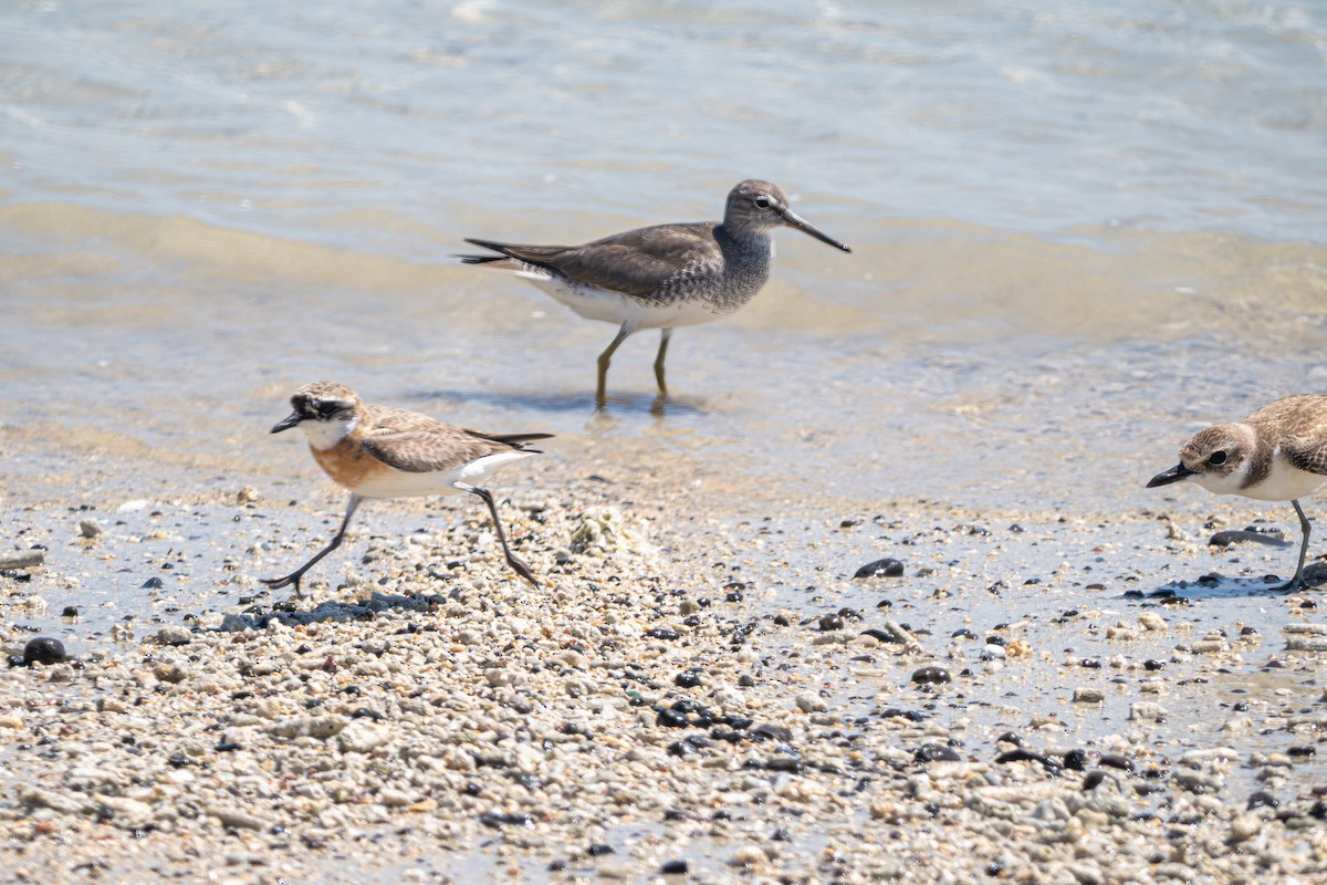 Greater Sand-Plover - ML640867146