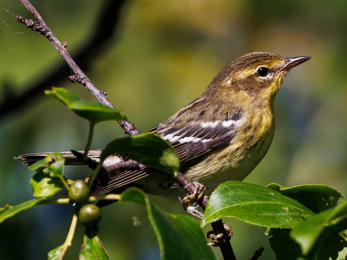 Blackburnian Warbler - ML640867151