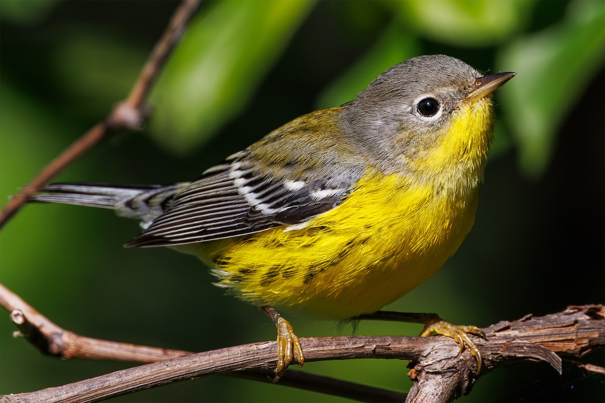 Magnolia Warbler - ML640867154