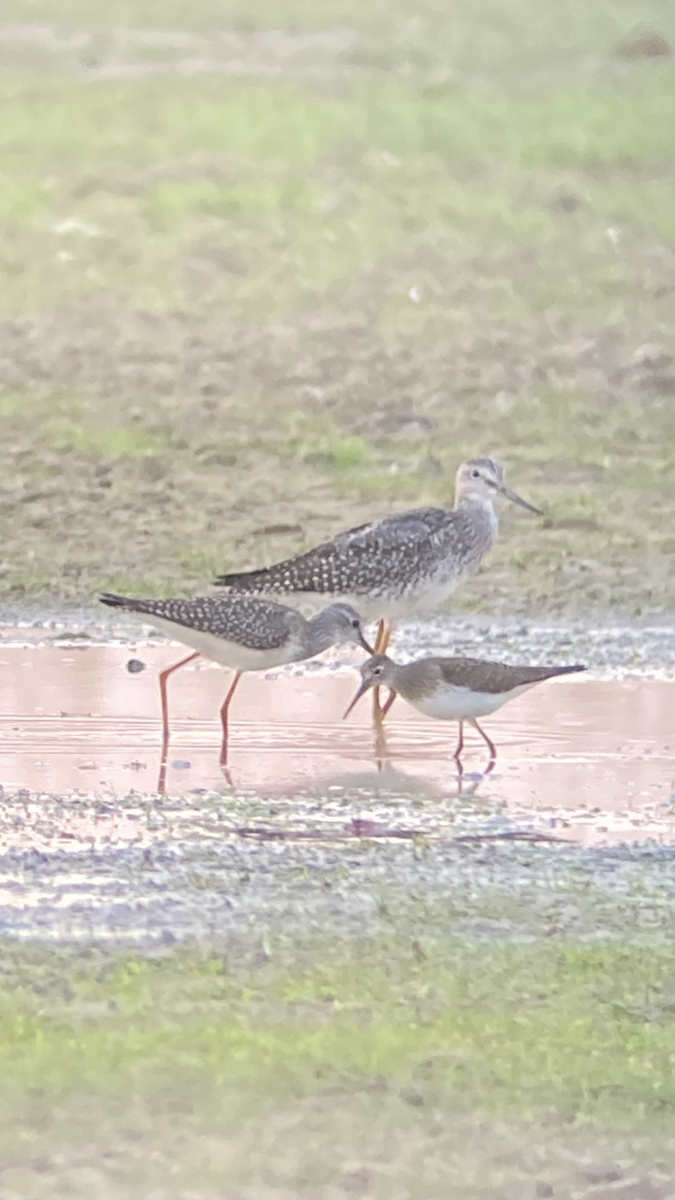 Solitary Sandpiper - ML640867167