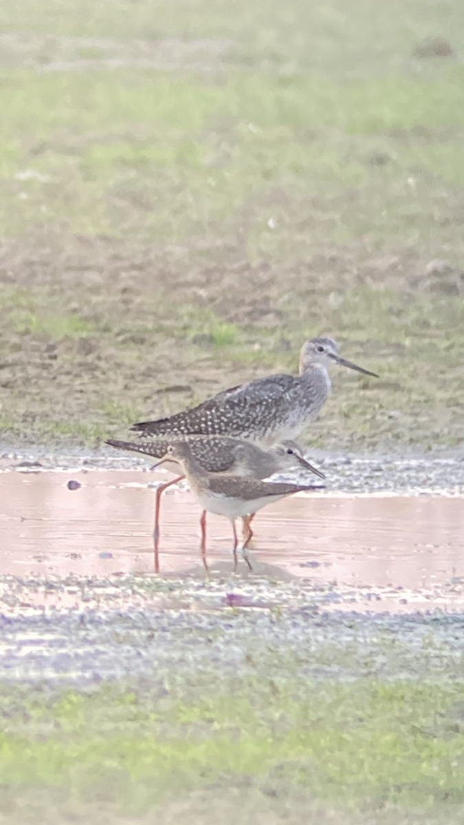 Greater Yellowlegs - ML640867168