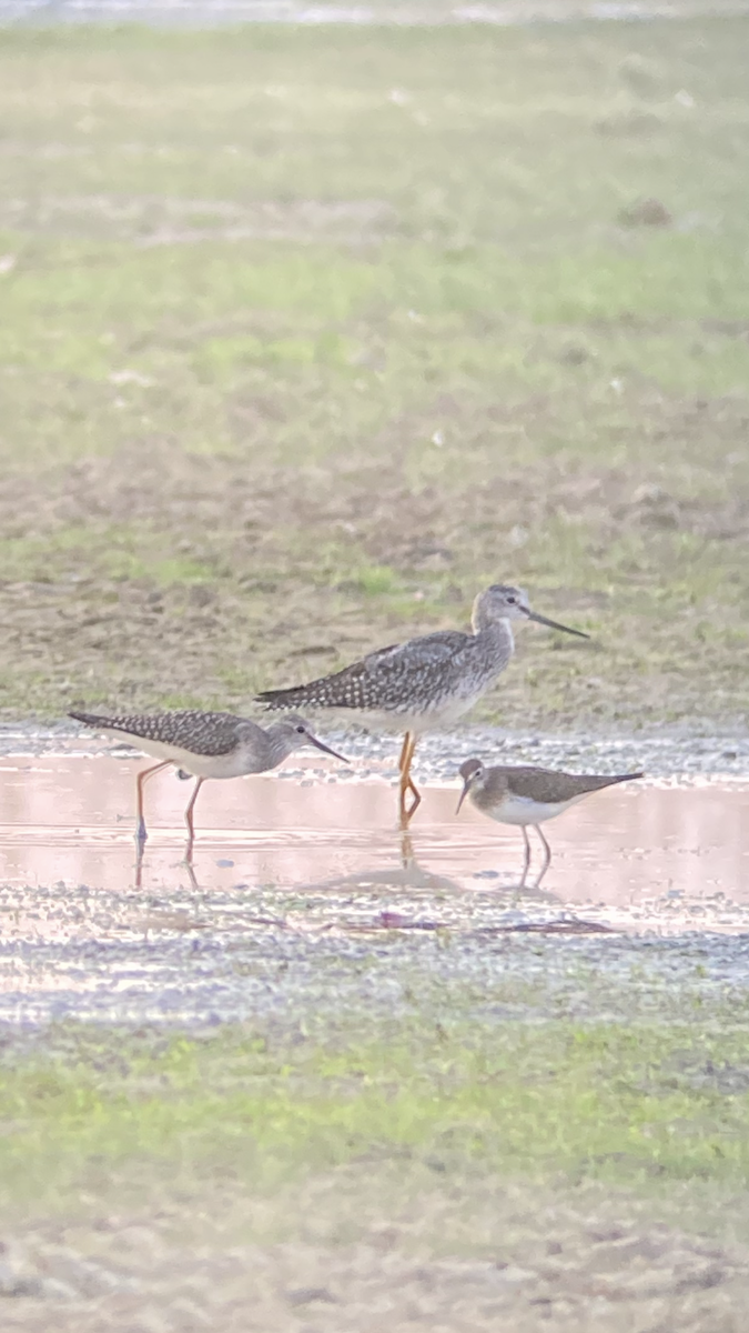 Lesser Yellowlegs - ML640867205
