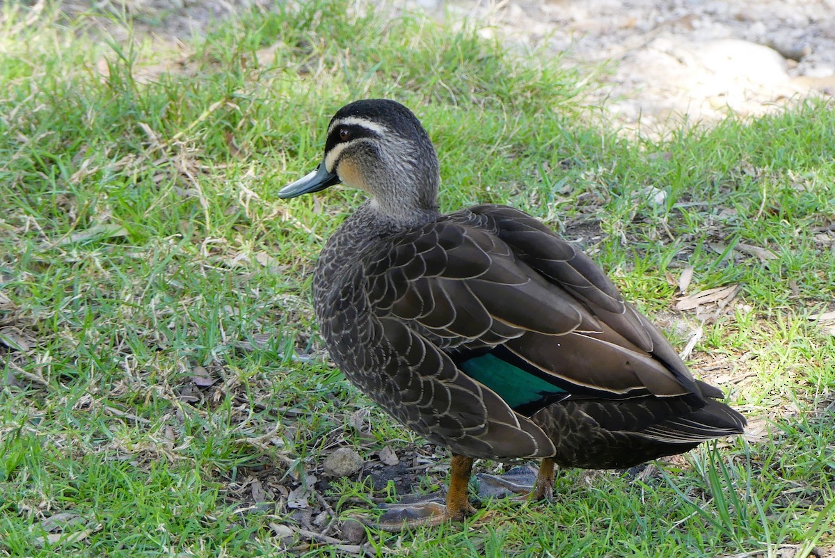 Pacific Black Duck - ML640867207