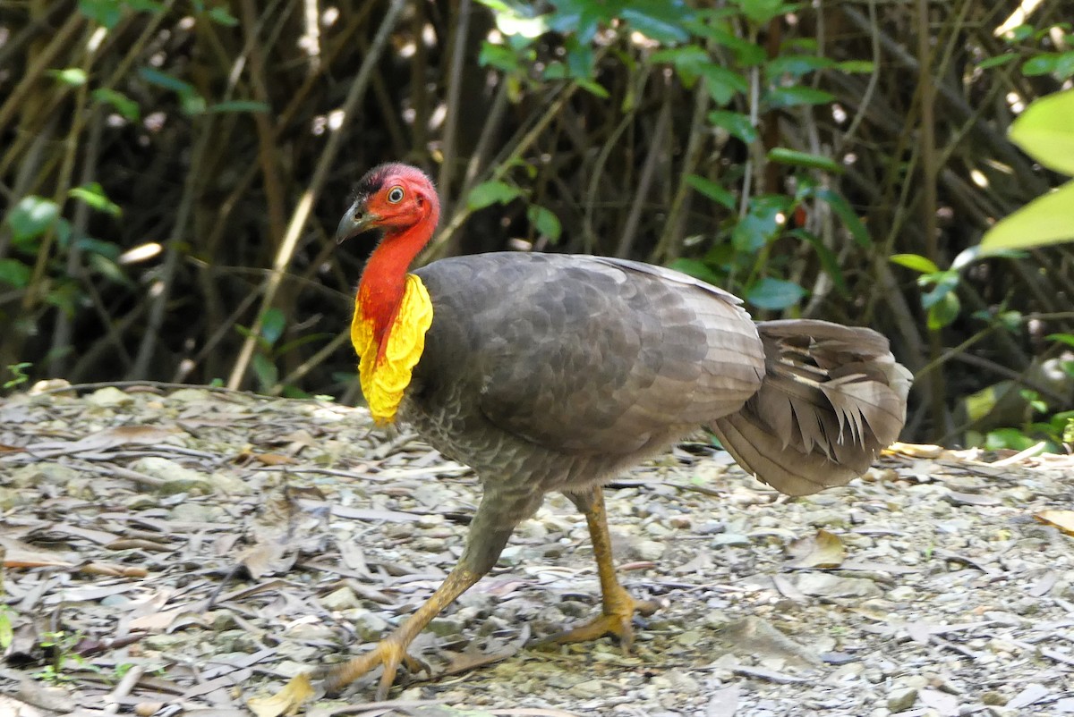 Australian Brushturkey - ML640867213