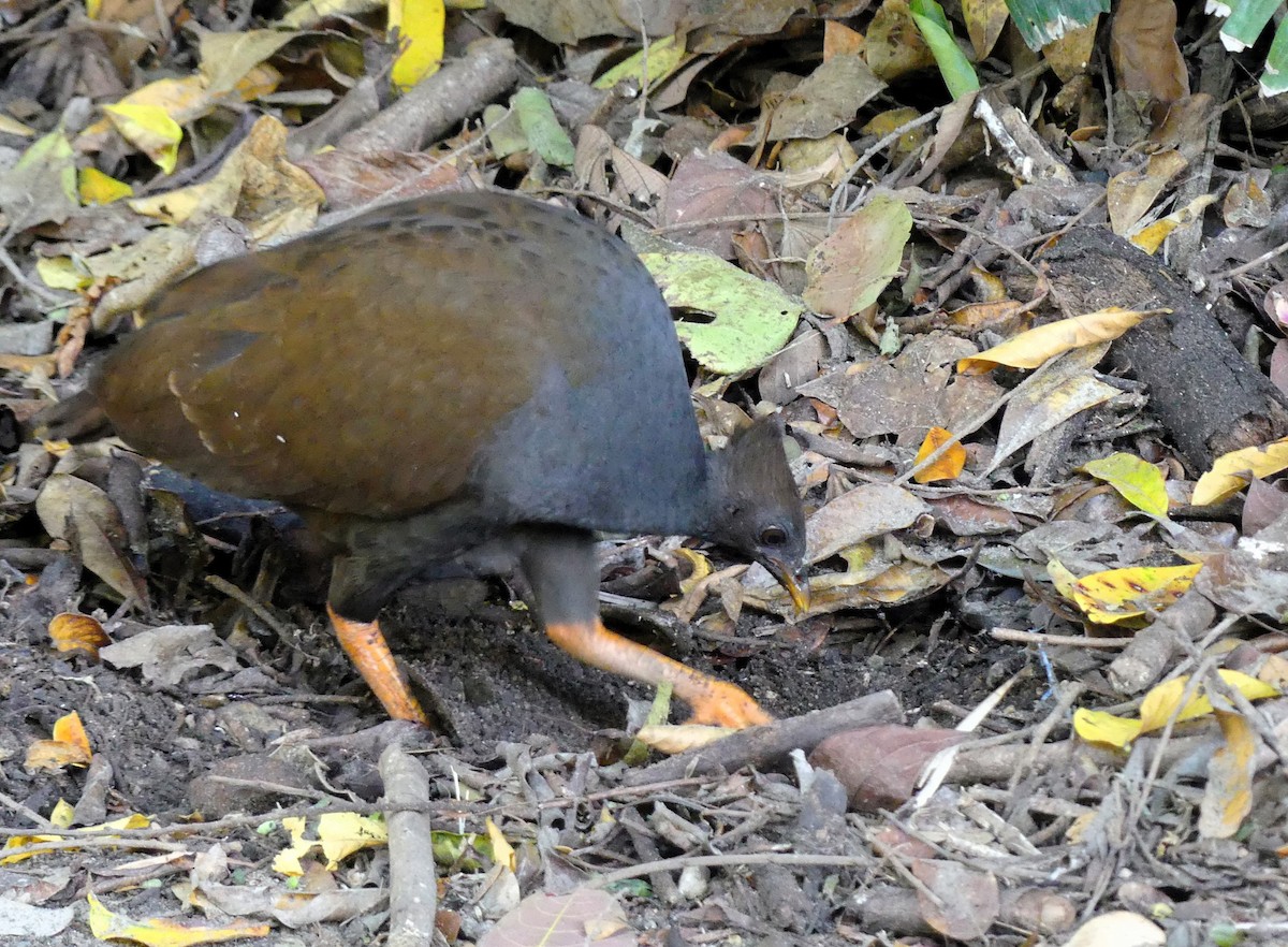 Orange-footed Megapode - ML640867228